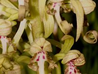 0001 (Bocksriemenzunge)